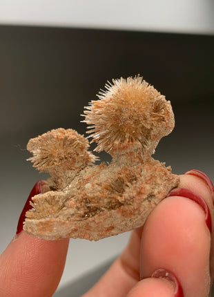 Bursting Sun Aragonite in Cluster - From Pantoja, Spain