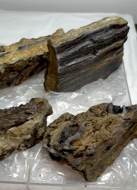 4 Pieces ! Petwood with Marcasite