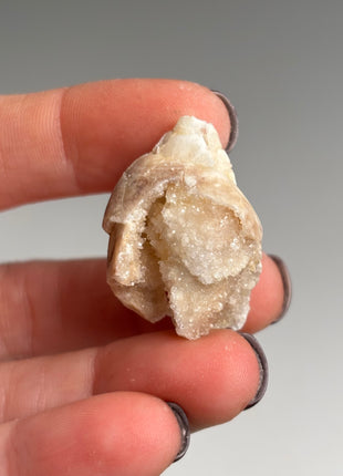 New ! 18 Pieces Fossilized Spiralite Quartz Shells - Lot # 4