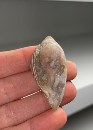 New ! 12 Pieces Fossilized Spiralite Quartz Shells - Lot # 3