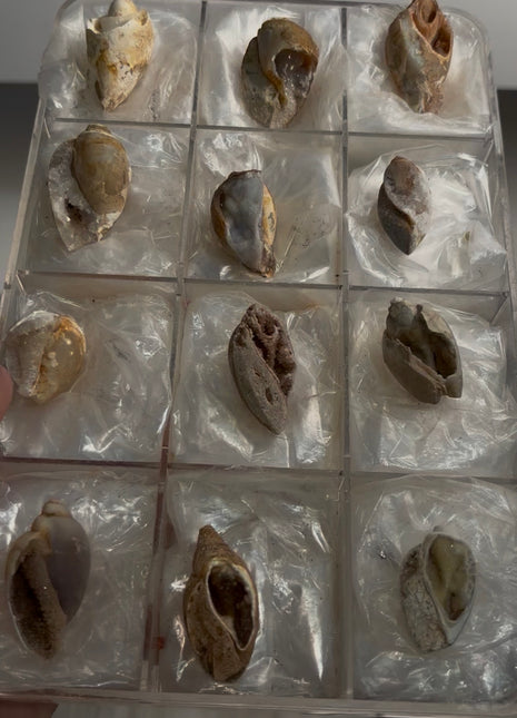 12 Pieces ! Fossilized Spiralite Quartz Shells