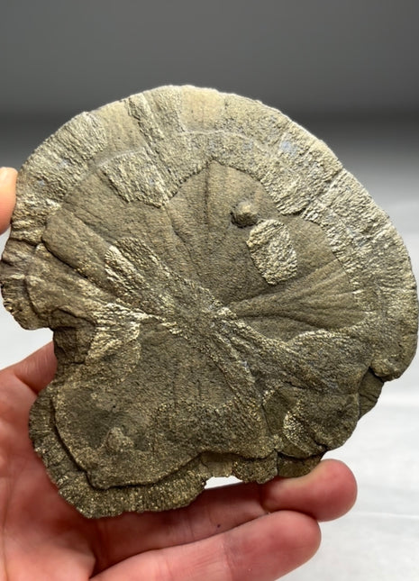 New ! Pyrite Sun - From Sparta, Illinois