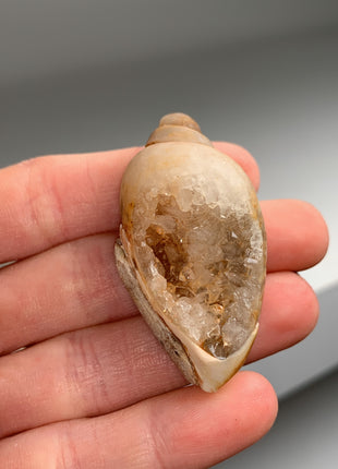 New ! 12 Pieces Fossilized Spiralite Quartz Shells - Lot # 5