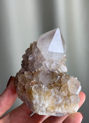 Cactus Quartz Citrine with Big Crystals - From South African Republic