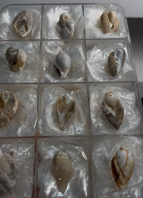 12 Pieces ! Fossilized Spiralite Quartz Shells