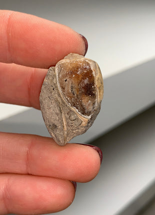 New Arrival ! 18 Pieces Fossilized Spiralite Quartz Shells - Lot # 2