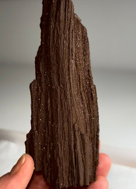 Stunning and Rare Permineralized Fossil Wood with Quartz - From Germany