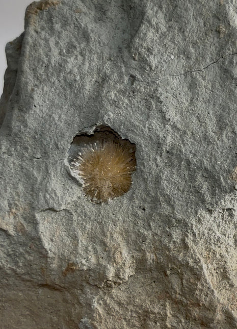 Bursting Sun Aragonite in Cluster - From Pantoja, Spain