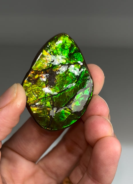 High Grade Ammolite from Alberta, Canada