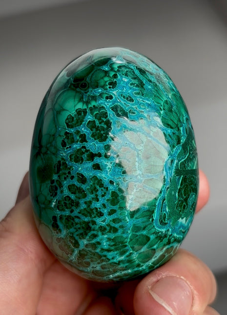 Green Malachite with Chrysocolla Egg from Congo PM1168