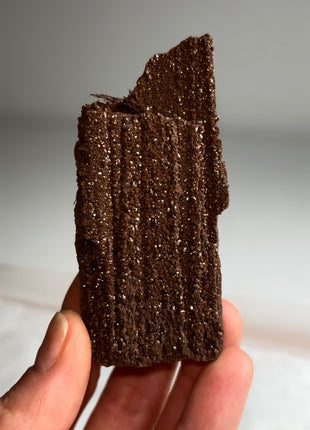 Stunning and Rare Permineralized Fossil Wood with Quartz - From Germany