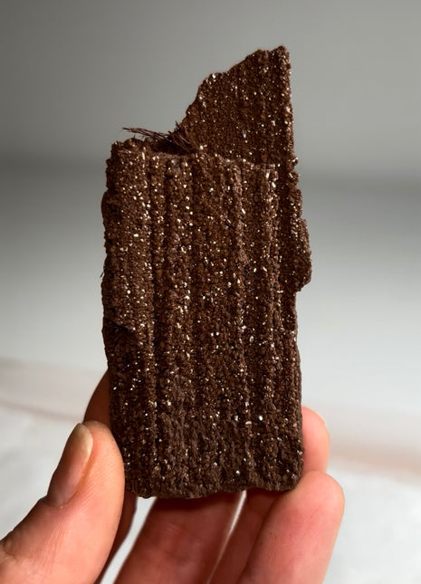 Stunning and Rare Permineralized Fossil Wood with Quartz - From Germany