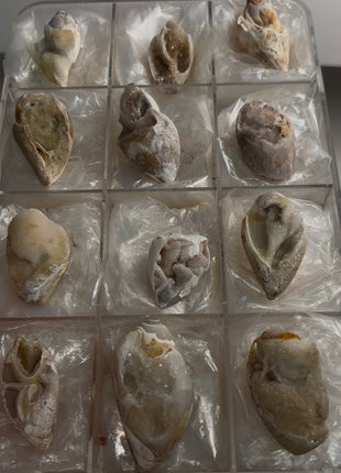 12 Pieces ! Fossilized Spiralite Quartz Shells