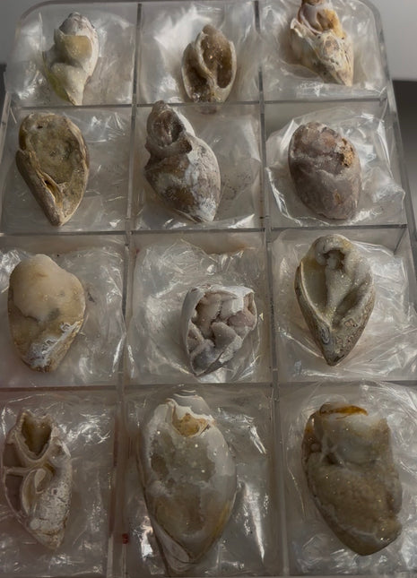 12 Pieces ! Fossilized Spiralite Quartz Shells