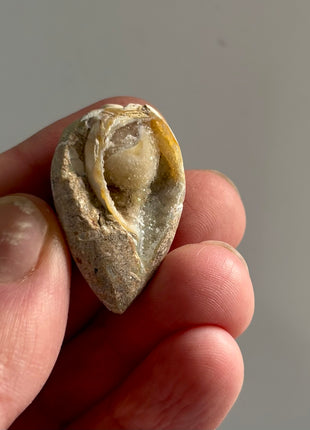 12 Pieces ! Fossilized Spiralite Quartz Shells