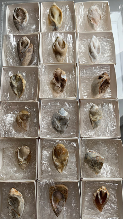 New Arrival ! 18 Pieces Fossilized Spiralite Quartz Shells - Lot # 18