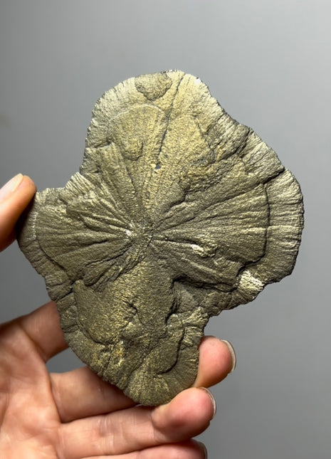 Pyrite Sun - From Sparta, Illinois