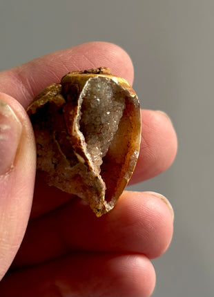 12 Pieces ! Fossilized Spiralite Quartz Shells