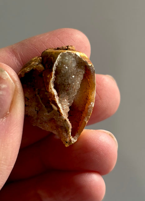 12 Pieces ! Fossilized Spiralite Quartz Shells