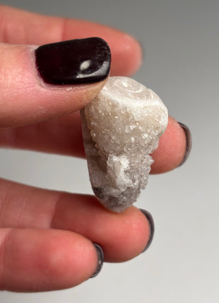 New ! 18 Pieces Fossilized Spiralite Quartz Shells - Lot # 4