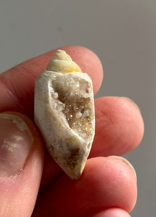 12 Pieces ! Fossilized Spiralite Quartz Shells