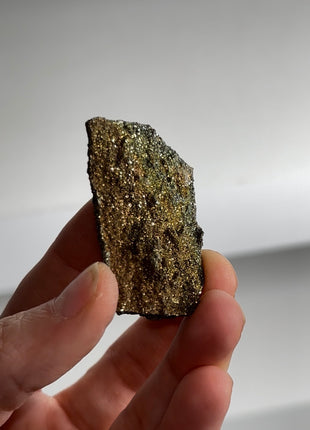 Rare ! Pyritized Petrified Wood