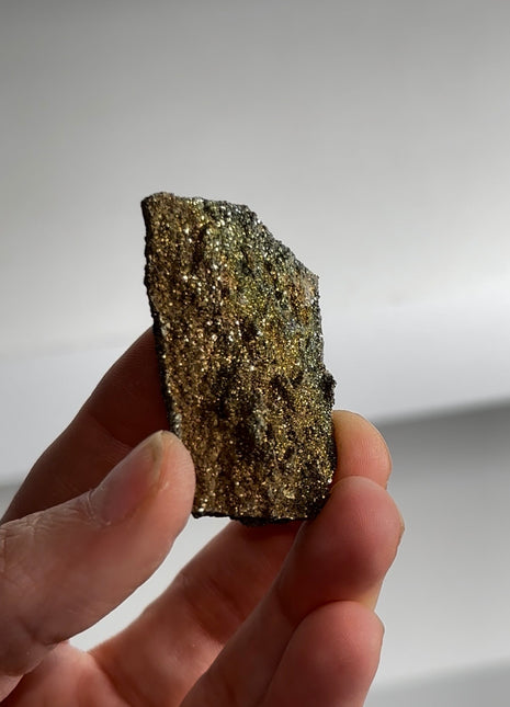 Rare ! Pyritized Petrified Wood