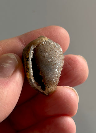 12 Pieces ! Fossilized Spiralite Quartz Shells