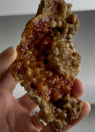 Agatized Fossil Coral Collection # 778