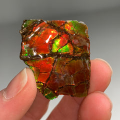 Collection image for: Ammolite
