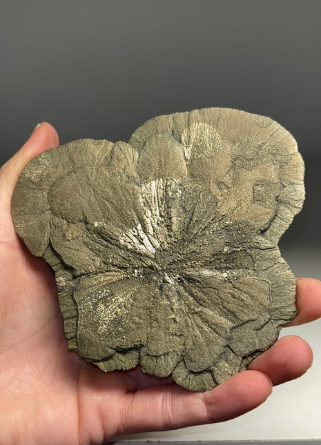 Pyrite Sun - From Sparta, Illinois