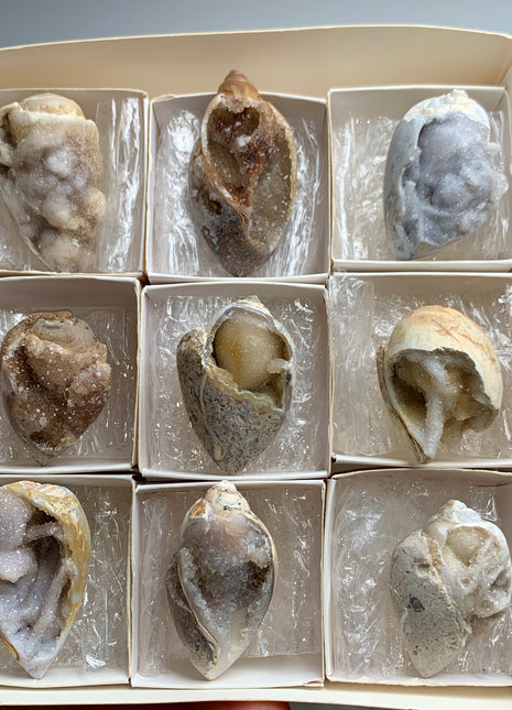 New Arrival ! 9 Pieces Fossilized Spiralite Quartz Shells - Lot # 3