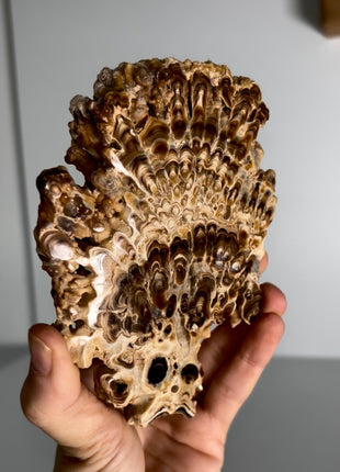 Caramel Brown Aragonite Stalactite