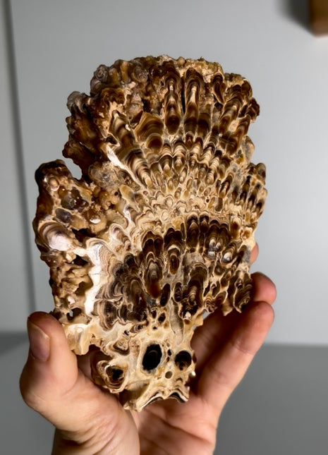 Caramel Brown Aragonite Stalactite
