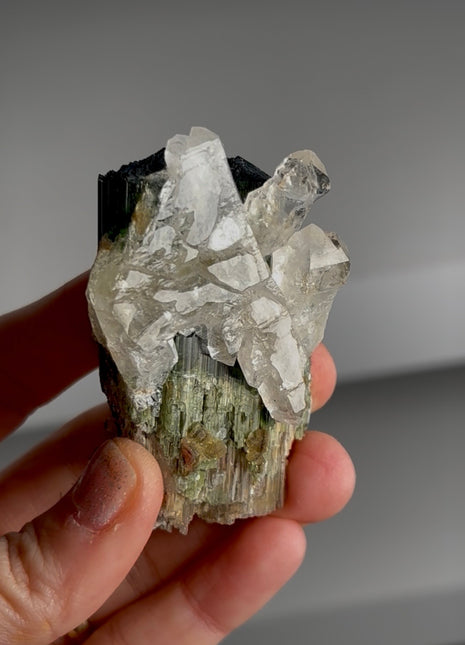 Green Cap Tourmaline with Quartz Collection # 712