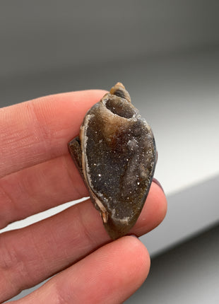 New ! 12 Pieces Fossilized Spiralite Quartz Shells - Lot # 3