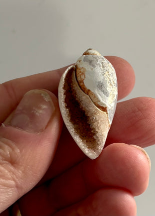 12 Pieces ! Fossilized Spiralite Quartz Shells