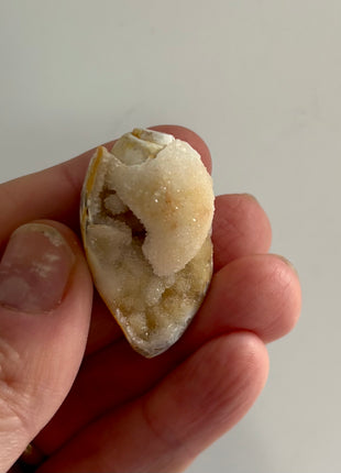 12 Pieces ! Fossilized Spiralite Quartz Shells