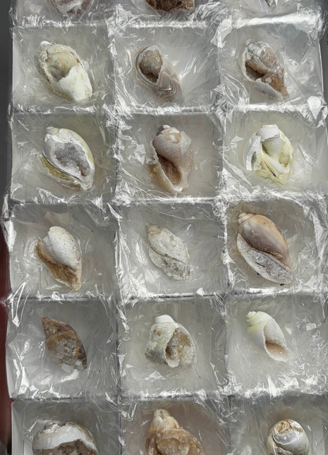 New ! 18 Pieces Fossilized Spiralite Quartz Shells - Lot # 4