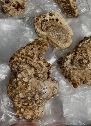 5 Pieces ! Caramel Brown Aragonite Stalactite Lot