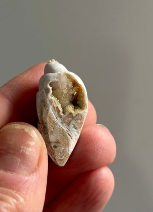 12 Pieces ! Fossilized Spiralite Quartz Shells