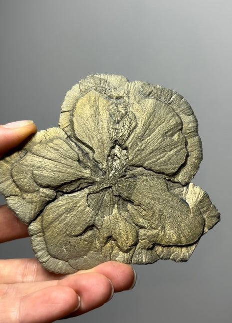 Pyrite Sun - From Sparta, Illinois