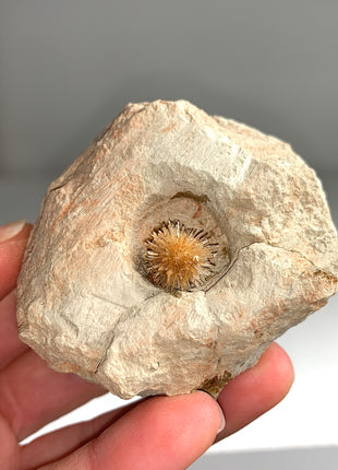 Bursting Sun Aragonite Ball in Cluster - From Pantoja, Spain