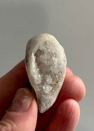 12 Pieces ! Fossilized Spiralite Quartz Shells