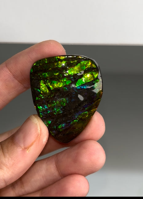High Grade Ammolite from Alberta, Canada