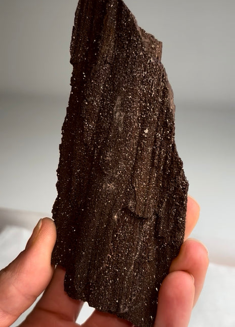 Stunning and Rare Permineralized Fossil Wood with Quartz - From Germany