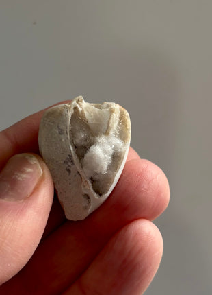 12 Pieces ! Fossilized Spiralite Quartz Shells