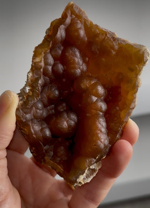 Agatized Fossil Coral Collection # 779