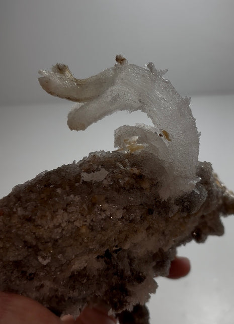 Magical ! Rams Horn Selenite on Matrix