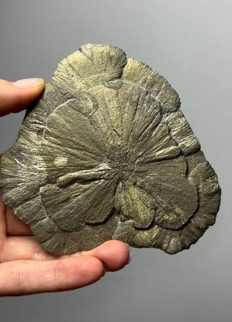 Pyrite Sun - From Sparta, Illinois